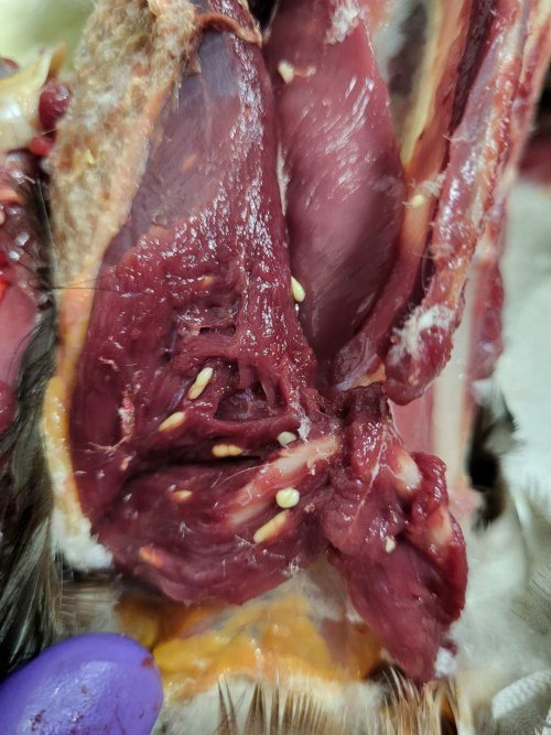 Resized_20221228_192726.jpg Resized_20221228_192726.jpg