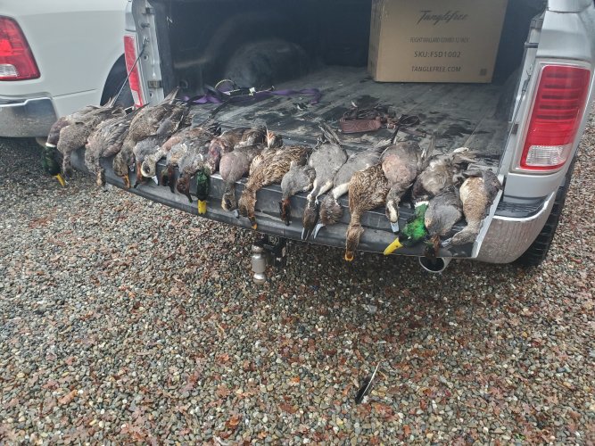 Ducks.jpg Ducks.jpg