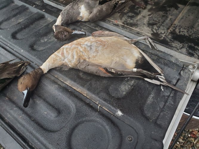 Pintail.jpg Pintail.jpg