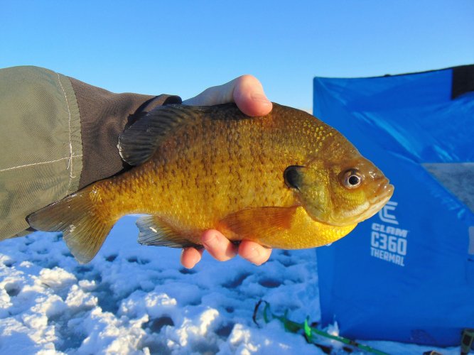 10 Bluegill.JPG