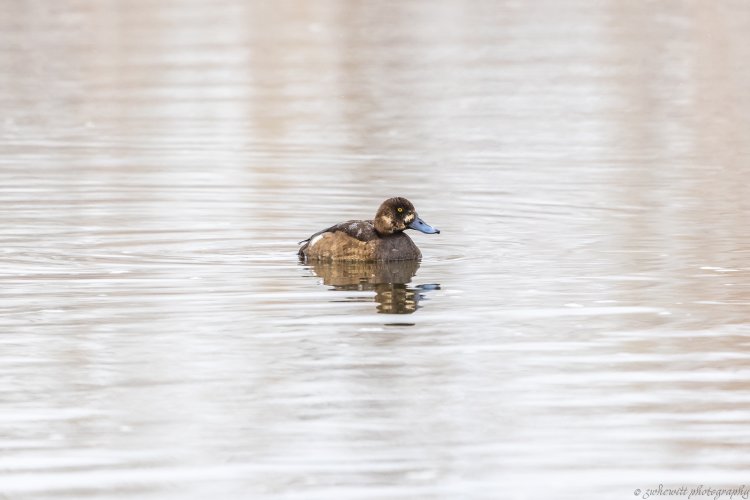 Waterfowl_Greater Scaup Hen_2023.JPG