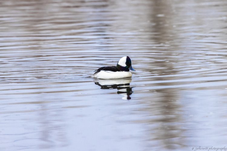 Waterfowl_Bufflehead_Drake_2023.JPG