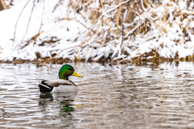 Waterfowl_Mallard_Drake_2023.JPG