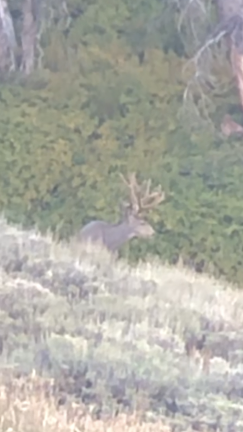 N Buck A2.PNG N Buck A2.PNG