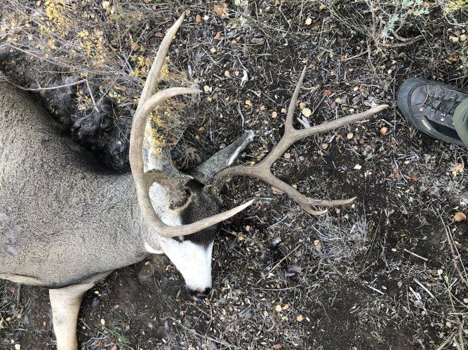N Buck.jpeg N Buck.jpeg