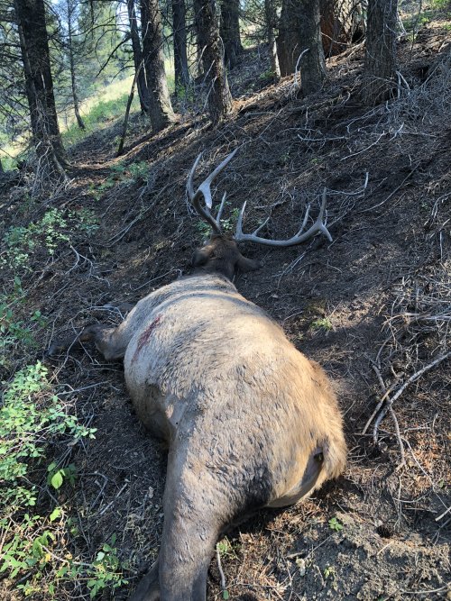 N Elk I.jpeg N Elk I.jpeg