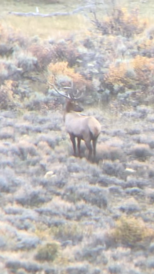 B M elk.PNG