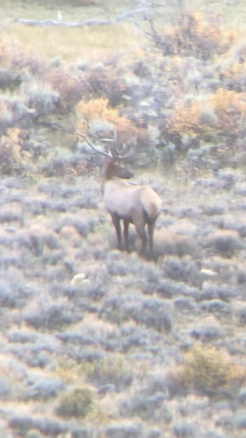 B M elk.PNG B M elk.PNG