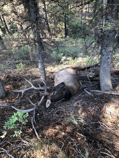N Elk.jpeg N Elk.jpeg