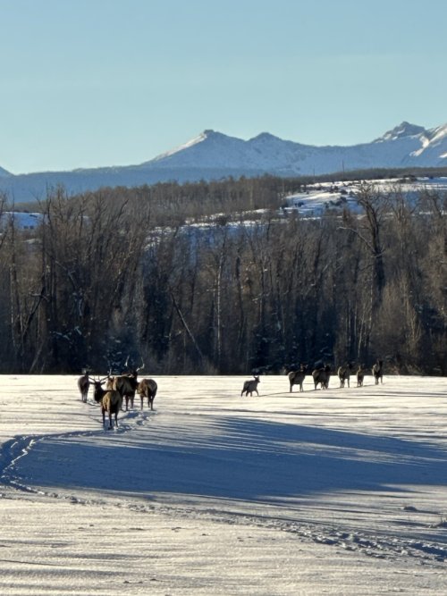 Elk snow.jpeg Elk snow.jpeg