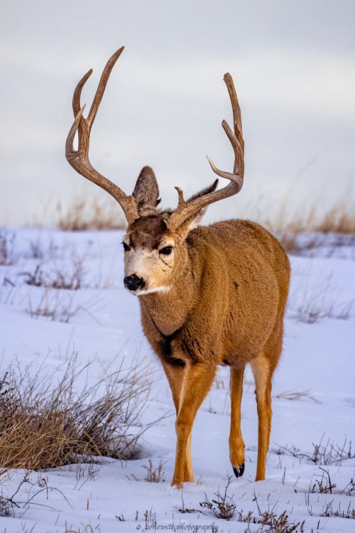 Mule Deer Buck_RMA_2023.jpeg