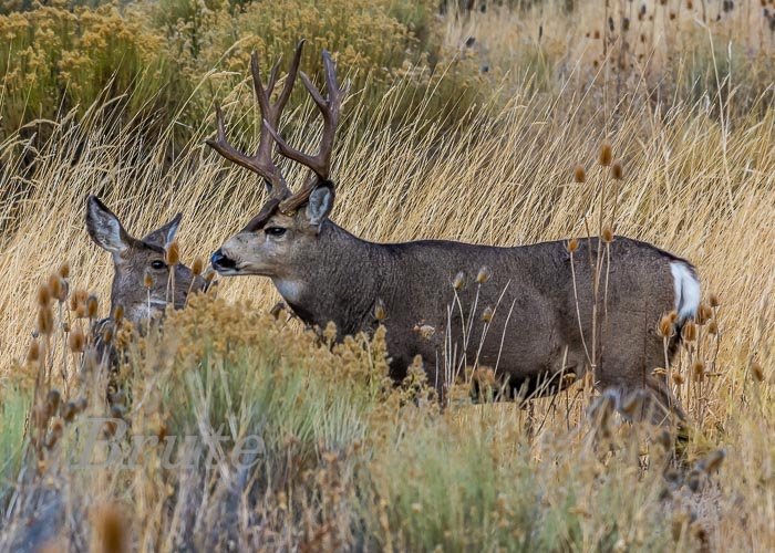 Muley November 2016 a-3591.JPG