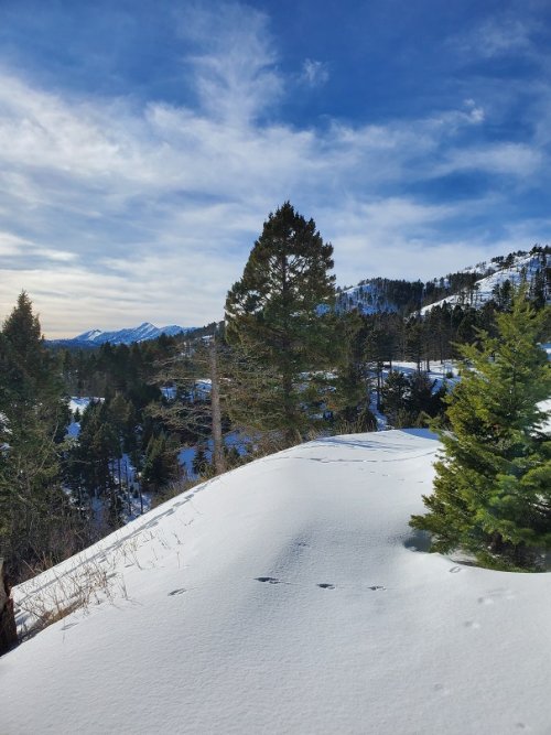 snow trail less travelled.jpg snow trail less travelled.jpg