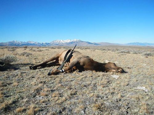 elk for 2013 season 005.jpg