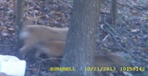 dadtrailcam-pic1crop.jpg