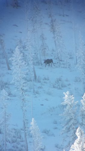 Snow Moose-1.jpg