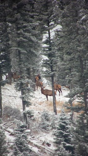 Some elk-1.jpg