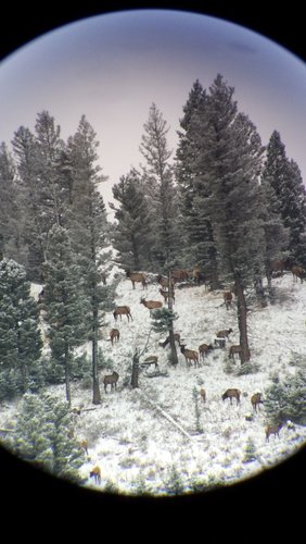 Some elk 2-1.jpg