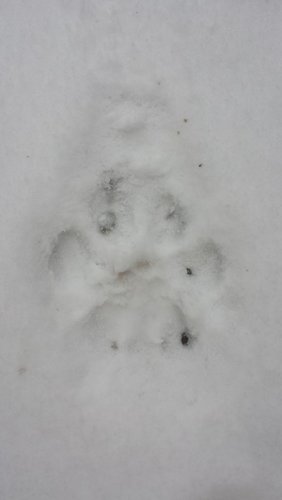 Wolf Track-1.jpg