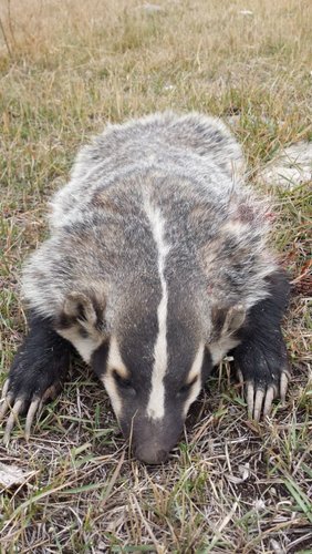 Badger-1.jpg