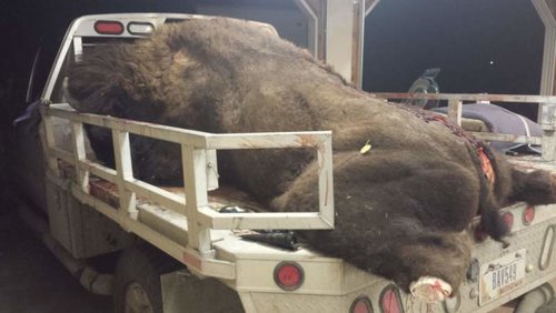 Bison 2013-1.jpg