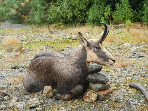 tahr hunt 103.jpg