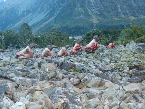 tahr hunt 035.jpg