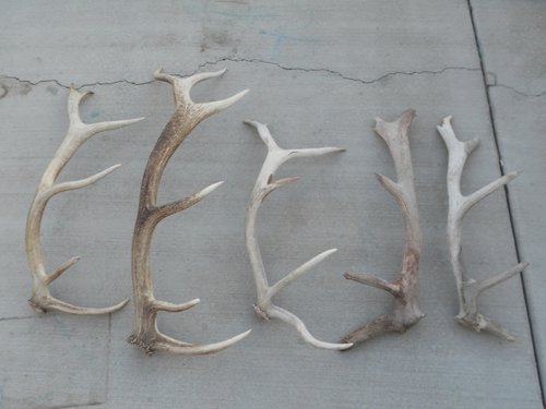 2013 Elk Sheds (800x600).jpg