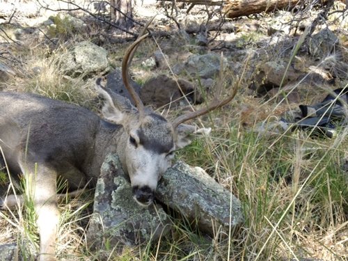 Muley.JPG