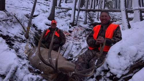 elk down 2.jpg elk down 2.jpg