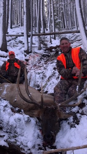 Elk Down!.jpg Elk Down!.jpg