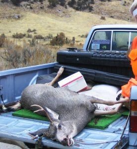 OAK2013BUCK.jpg