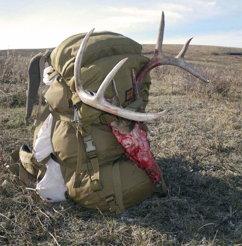 2013 whitetail buck-Pack Out.jpg
