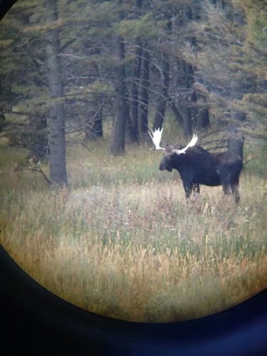 Moose in 2012.jpeg