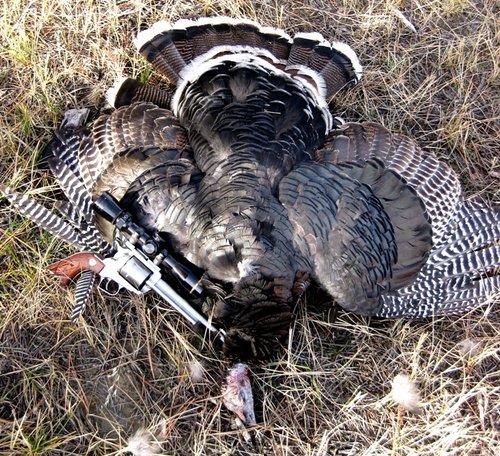 Fall Turkey1-sized.JPG