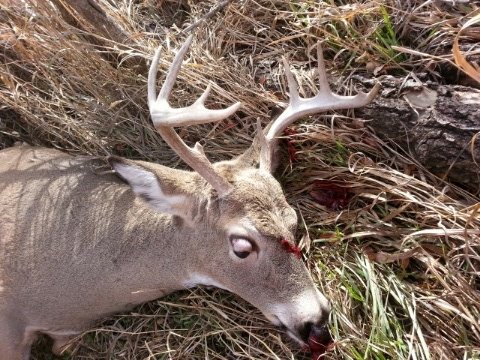 WT Buck2.JPG