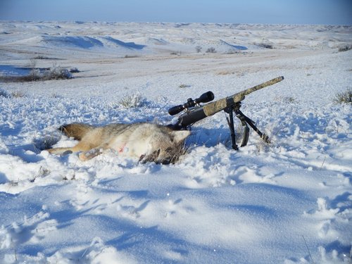 yotes 2013 007.JPG