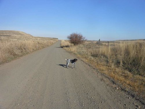 henry pheasants 001.jpg