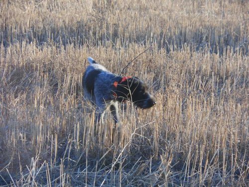 henry pheasants 012.jpg