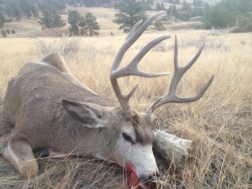 resized 2013 buck.JPG