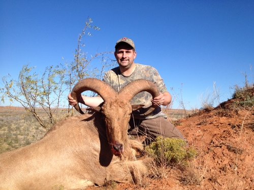 aoudad1.JPG