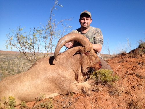 aoudad2.JPG