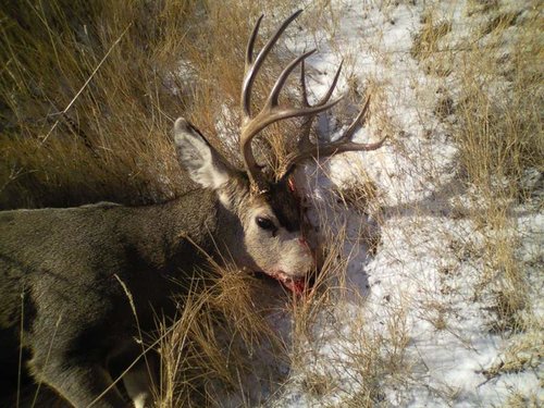 muley buck.jpg