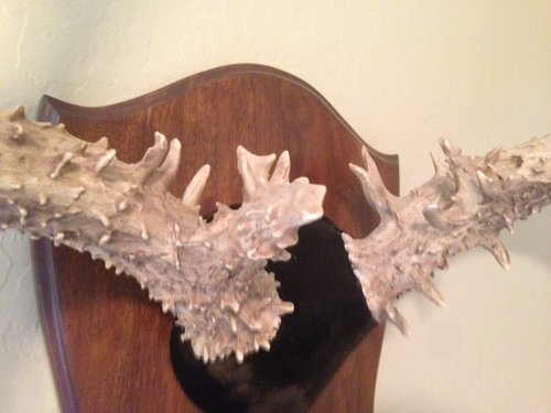 Hunt - Granddad's last buck right close.JPG