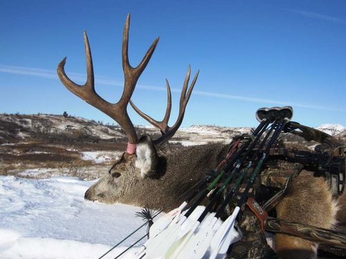 2013 Archery Mulie 3.jpg 2013 Archery Mulie 3.jpg