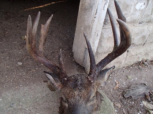 Blue tongue buck 2013 036.JPG