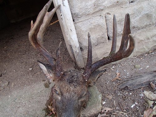 Blue tongue buck 2013 039.JPG