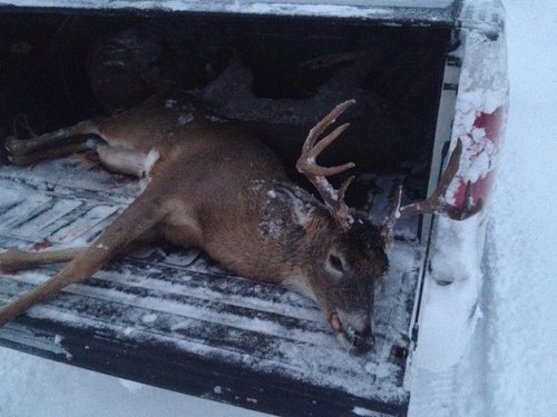 Ripley Doe 2013.jpg Ripley Doe 2013.jpg