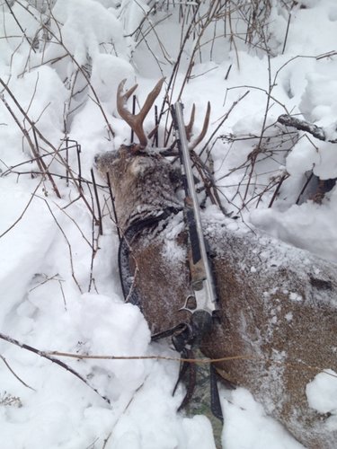Ripley Buck 2013 (as he laid).jpg Ripley Buck 2013 (as he laid).jpg