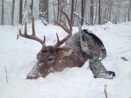 Ripley Buck 2013 (in the snow).jpg Ripley Buck 2013 (in the snow).jpg